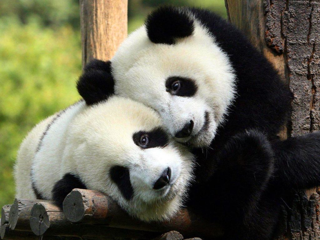 Pandas at San Diego Zoo