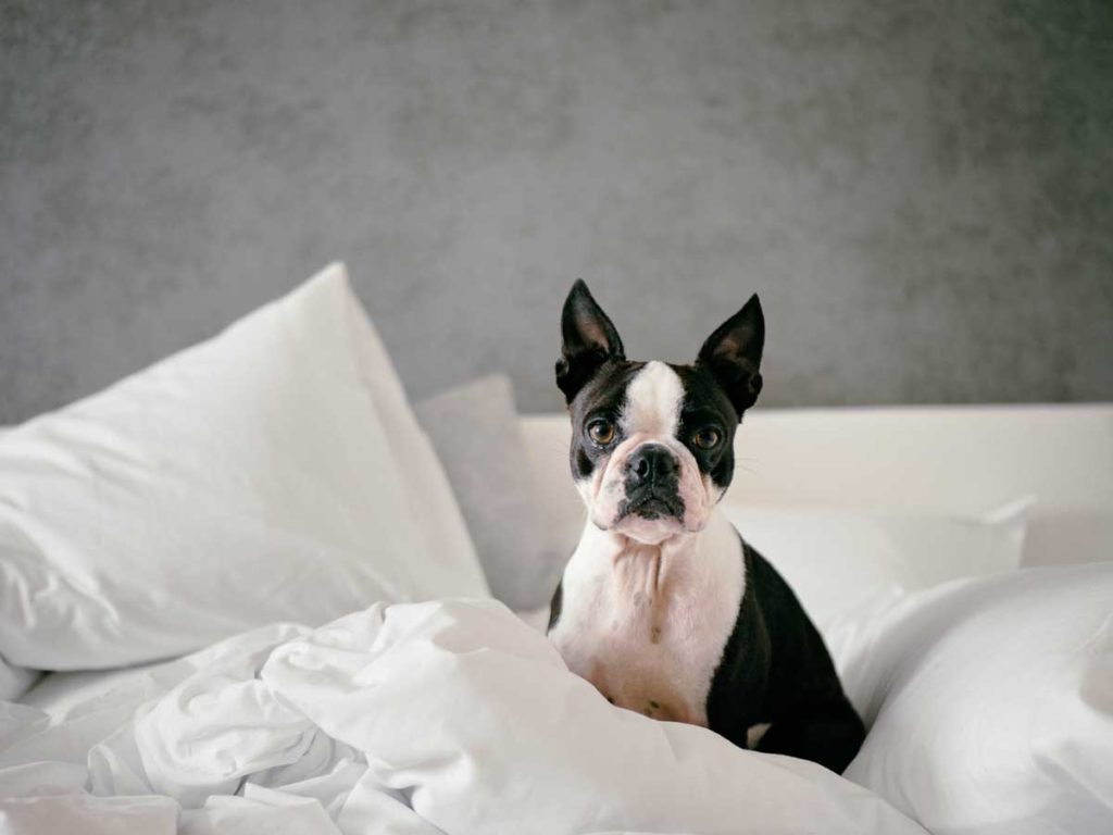 Dog on bed