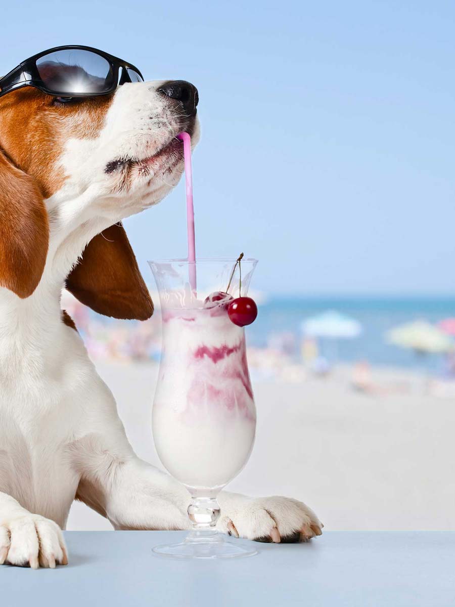 dog on the beach with sunday