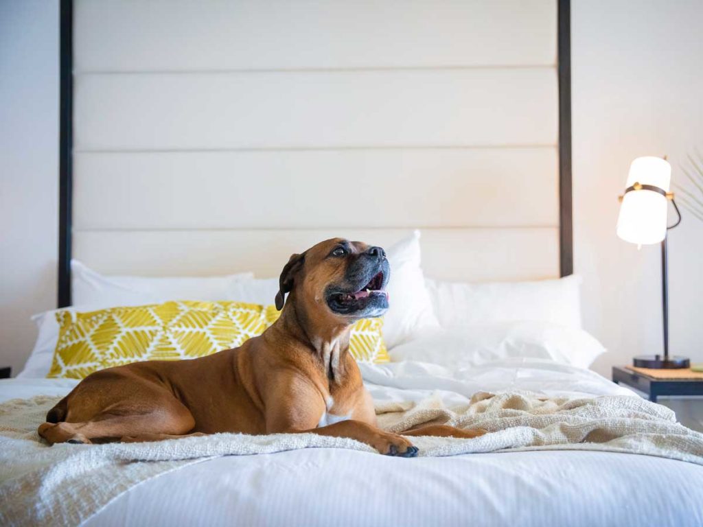Dog on a guestroom bed.
