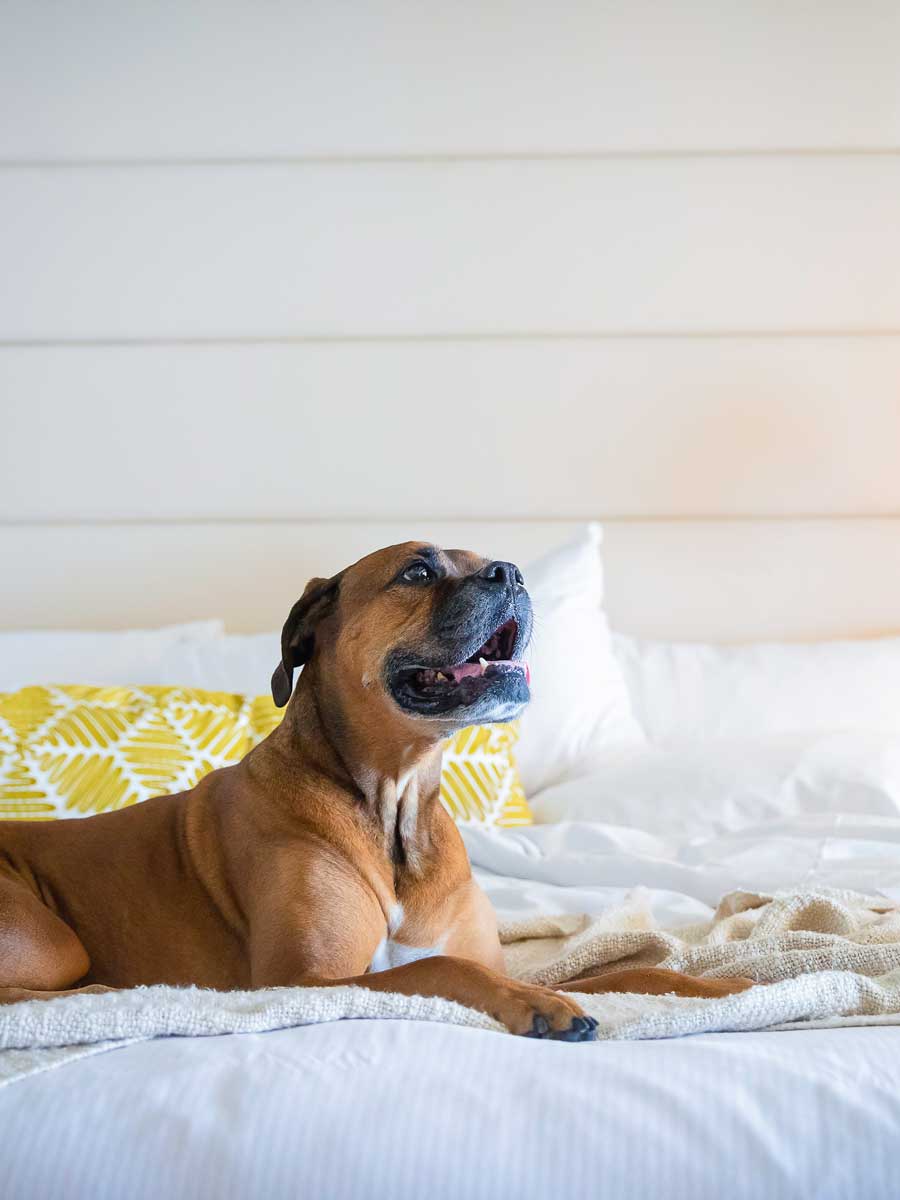 Dog on a guestroom bed.