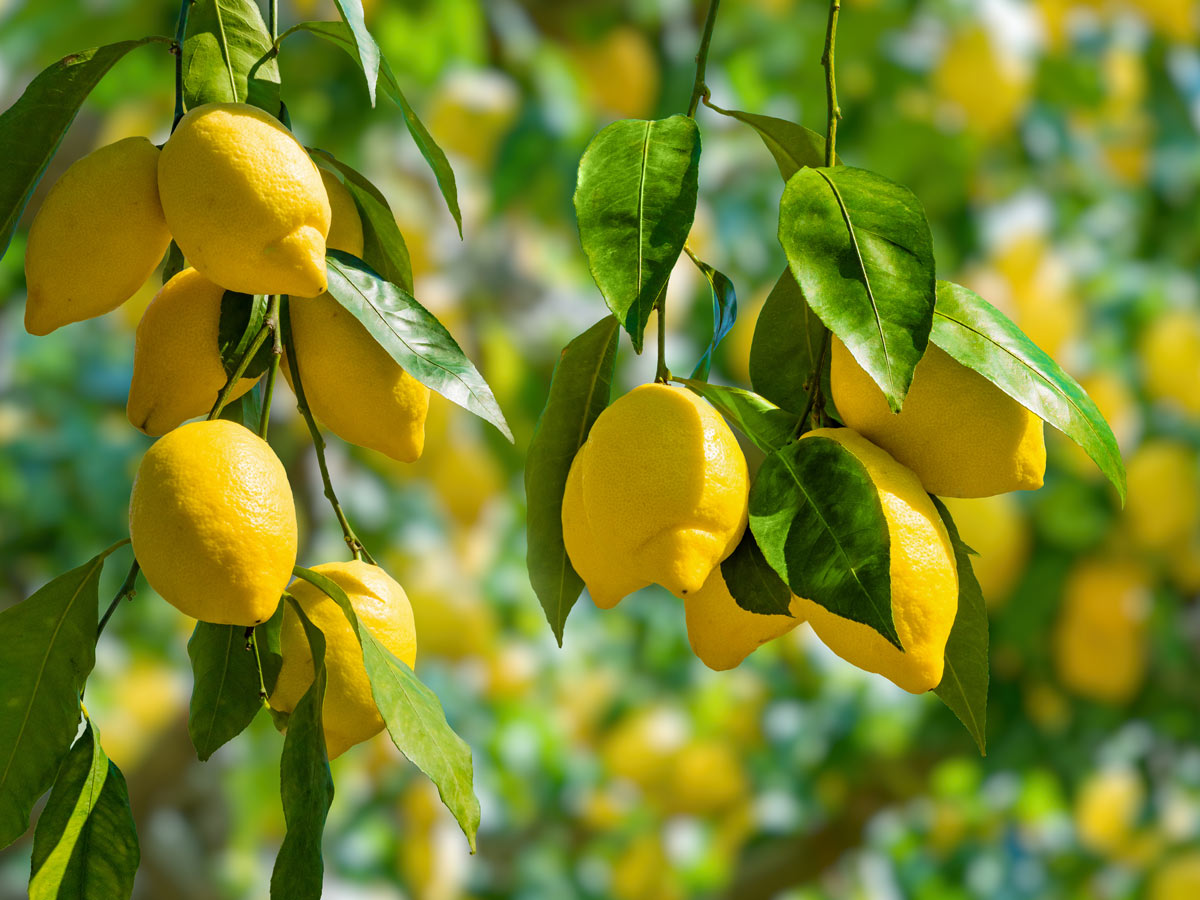 Lemons On A Lemon Tree