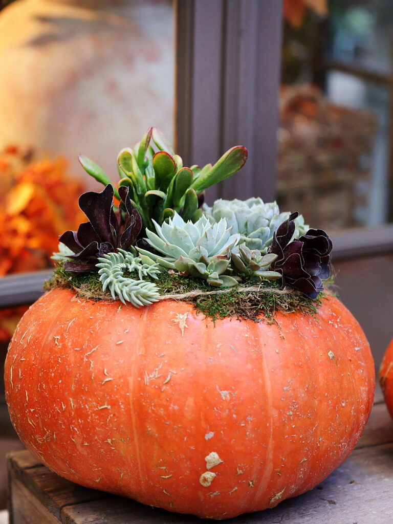 Succulent-topped orange pumpkin planter on a rustic wood crate, part of seasonal fall décor at San Diego Mission Bay Resort.